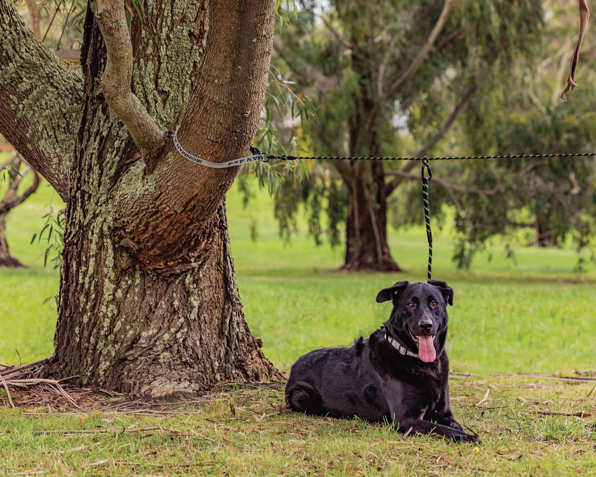 The Pet Roamer Tethering System